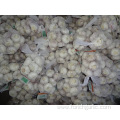 Fresh Normal White Garlic Of Crop 2019